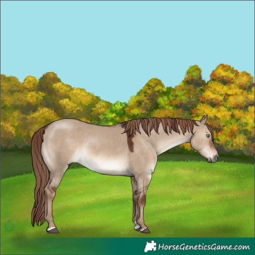 Horse Color:Liver Red Dun 
