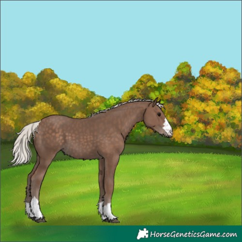 Horse Color:Silver Black 
