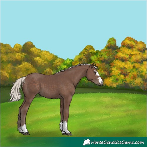 Horse Color:Silver Black 