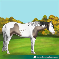 Horse Color:Blue Onyx Splash Tobiano 