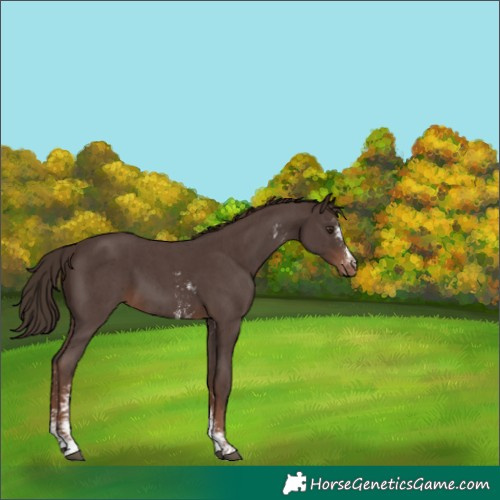 Horse Color:Unknown 