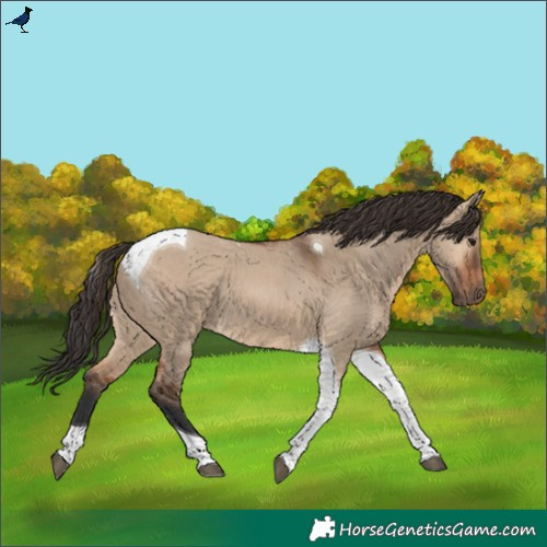 Horse Color:Bay Dun Tobiano 