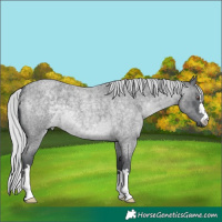 Horse Color:Silver Blue Chinchilla Roan 