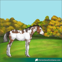 Horse Color:White Spotted Bay Splash Frame