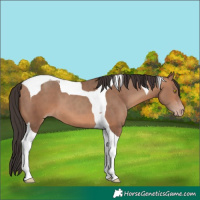 Horse Color:Sable Champagne Tobiano