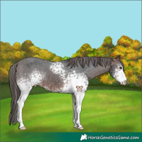 Horse Color:White Spotted Brown Appaloosa 