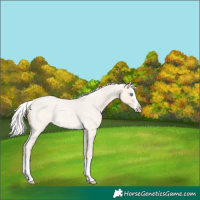 Horse Color:Silver Perlino Roan Splash 