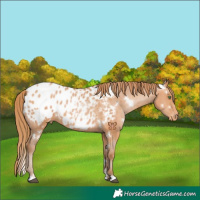 Horse Color:White Spotted Bay Pearl Appaloosa 