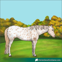 Horse Color:White Spotted Bay Pearl Appaloosa 