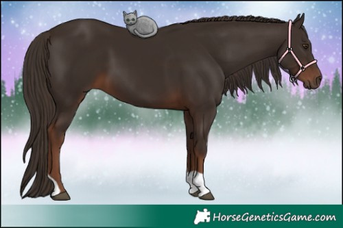 Horse Color:Liver Chestnut and Liver Chestnut