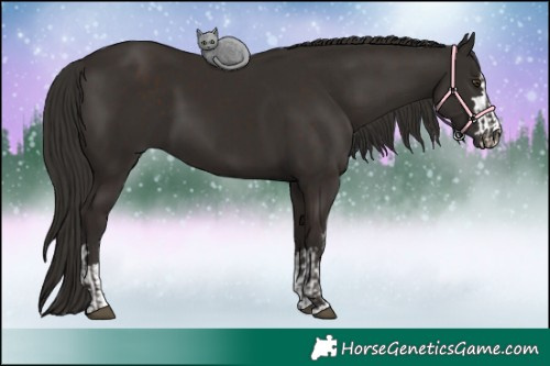 Horse Color:Liver Chestnut  and Liver Chestnut 