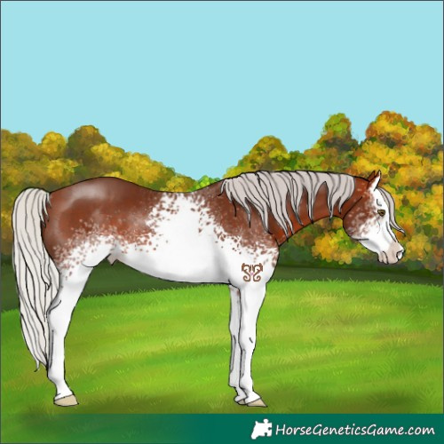 Horse Color:White Spotted Silver Bay Sabino Splash Rabicano 