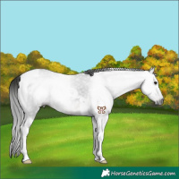 Horse Color:Gray Black Tobiano 