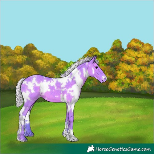 Horse Color:Watercolor White Spotted Silver Grullo Appaloosa 
