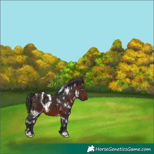 Horse Color:White Spotted Brown 
