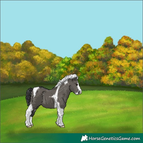 Horse Color:Grullo Sabino Tobiano 