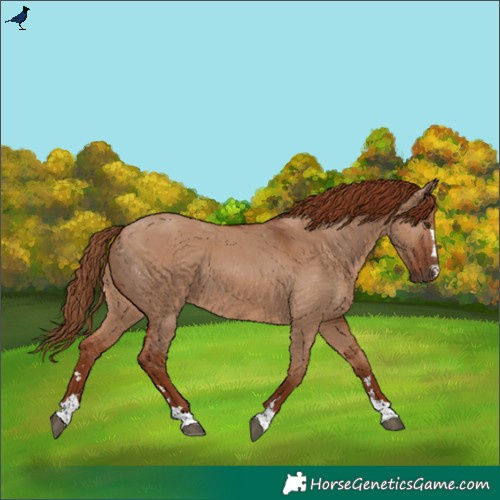 Horse Color:Red Dun 