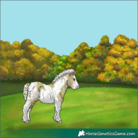 Horse Color:Silver Grullo Sabino Tobiano Frame Varnish