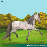 Horse Color:Bay Roan Appaloosa 