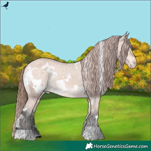 Horse Color:White Spotted Bay Dun Appaloosa 