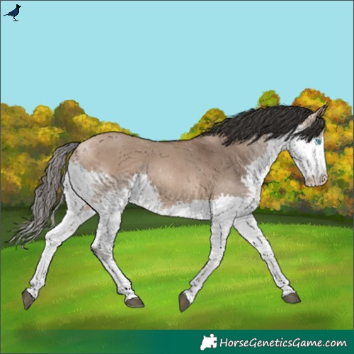 Horse Color:Bay Dun Splash 