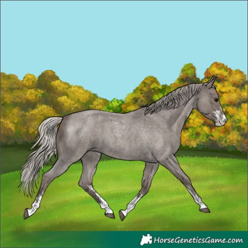 Horse Color:Silver Blue Roan Sabino 