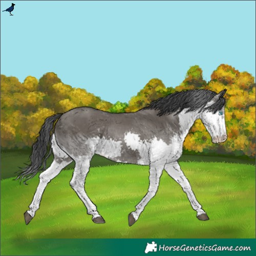 Horse Color:Grullo Splash Rabicano 