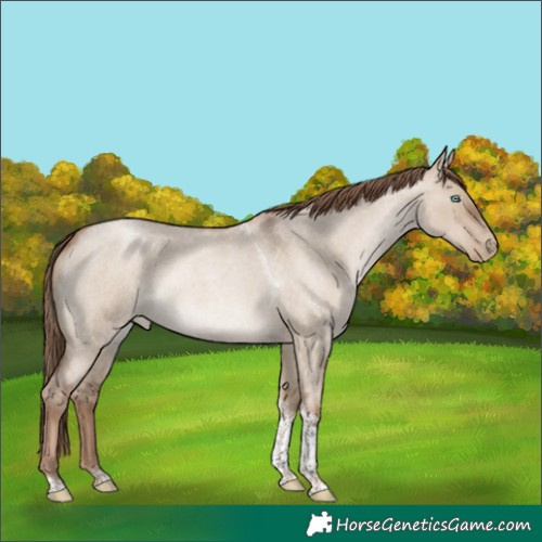 Horse Color:Grullo Roan Pearl Tobiano 