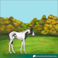 Horse Color:Brown Tobiano Frame 