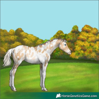 Horse Color:Gray White Spotted Silver Sable Cream Champagne Pearl Tobiano Near Leopard Rabicano