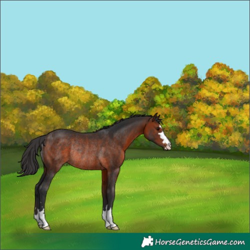 Horse Color:Brown Rabicano 