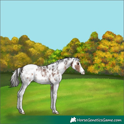 Horse Color:Brown Sabino Appaloosa 