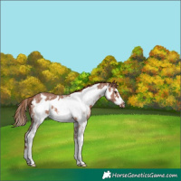 Horse Color:Chestnut Sabino Frame