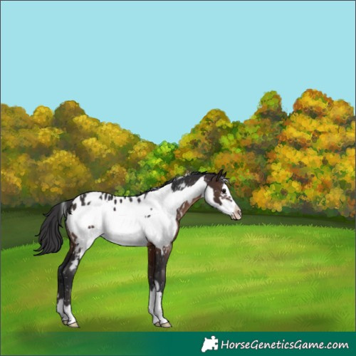 Horse Color:Brown Frame Appaloosa 
