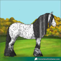 Horse Color:Blue Roan Appaloosa 