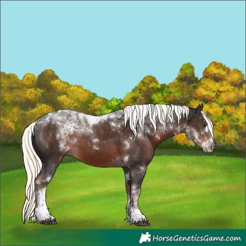 Horse Color:Liver Chestnut Mushroom Tobiano Rabicano 