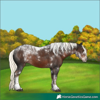 Horse Color:Liver Chestnut Mushroom Tobiano Rabicano 