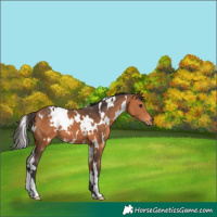 Horse Color:White Spotted Bay 