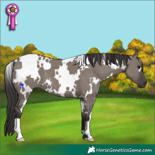 Horse Color:White Spotted Smoky Grullo 