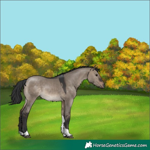Horse Color:Brown Dun Tobiano 