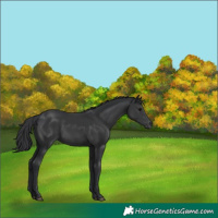 Horse Color:Black 