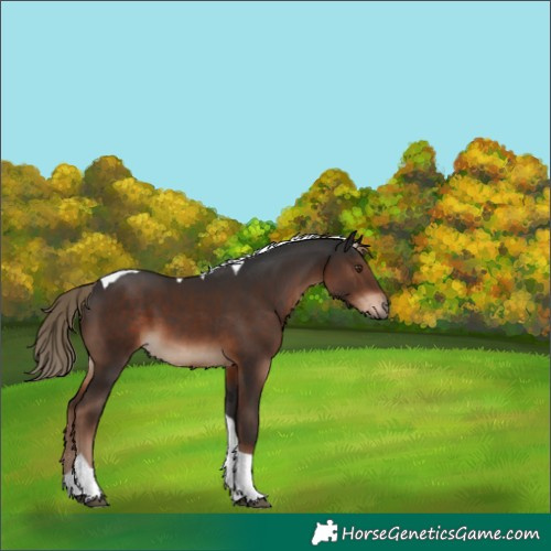 Horse Color:Liver Chestnut Tobiano 
