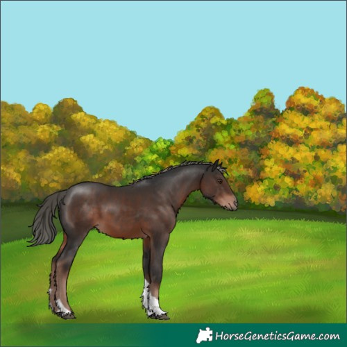 Horse Color:Liver Chestnut Mushroom Tobiano Rabicano 