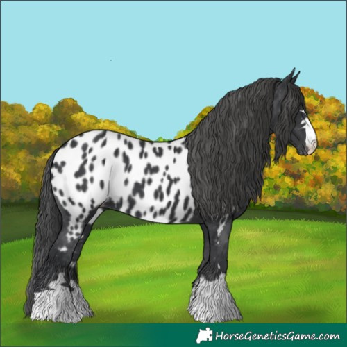 Horse Color:Black Appaloosa 