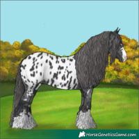 Horse Color:Black Appaloosa