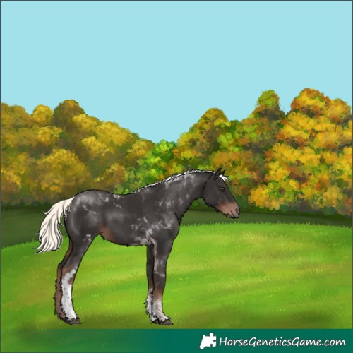 Horse Color:Liver Chestnut Mushroom Tobiano Rabicano 