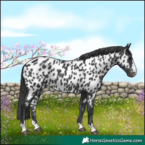 Horse Color:Black Appaloosa Rabicano 