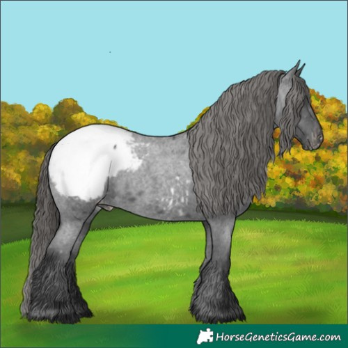 Horse Color:Blue Roan Appaloosa 