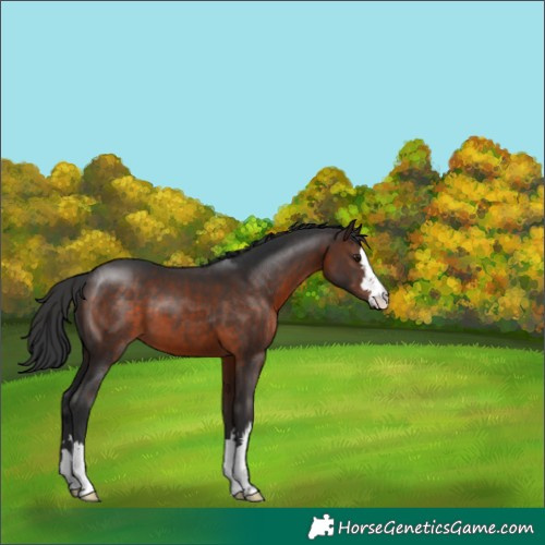 Horse Color:Brown 