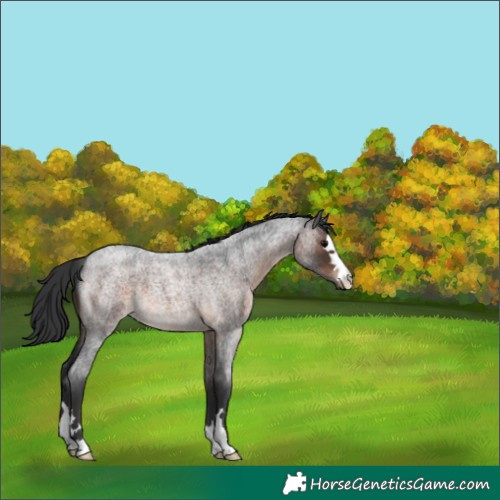 Horse Color:Brown Roan 